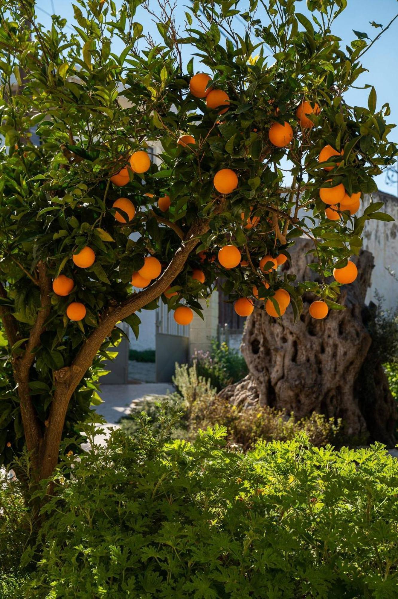 Kouses Physis Country House 2 Near Matala Beach & Faistos מראה חיצוני תמונה